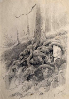 Radici di albero Radici di albero
