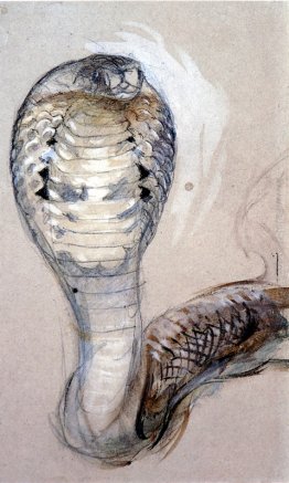 Full Face di Cobra Full Face di Cobra