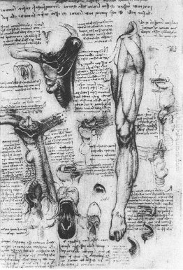 Studi anatomici (laringe e gambe) Studi anatomici (laringe e gambe)