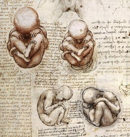 Vedute del feto nel Womb.jpg Vedute del feto nel Womb.jpg