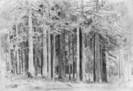 Foresta Foresta