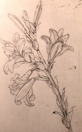 Disegno di gigli, per una Annunciazione Disegno di gigli, per una Annunciazione