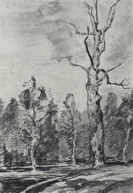 Un albero secco dalla strada Un albero secco dalla strada