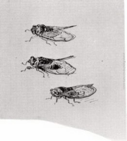 Tre cicale Tre cicale