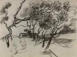 Pino Alberi lungo una strada a una casa Pino Alberi lungo una strada a una casa