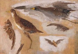 Studi di uccelli gioco, probabilmente viginia Rails Studi di uccelli gioco, probabilmente viginia Rails