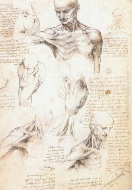 Studi anatomici di una spalla maschile Studi anatomici di una spalla maschile