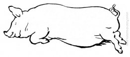 Maiale di sonno Maiale di sonno