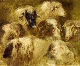 Capi di pecore e Rams Capi di pecore e Rams