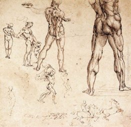 Studi anatomici Studi anatomici