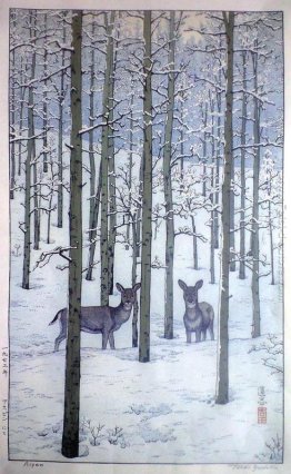 Pioppo tremolo Pioppo tremolo