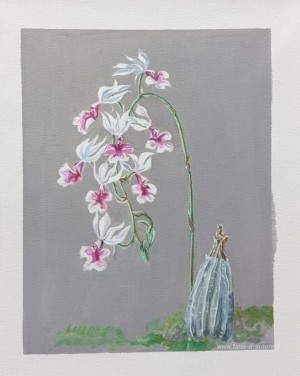Orchidee bianche