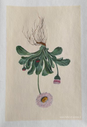 Fiori con Roots