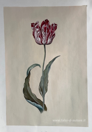 Tulipano